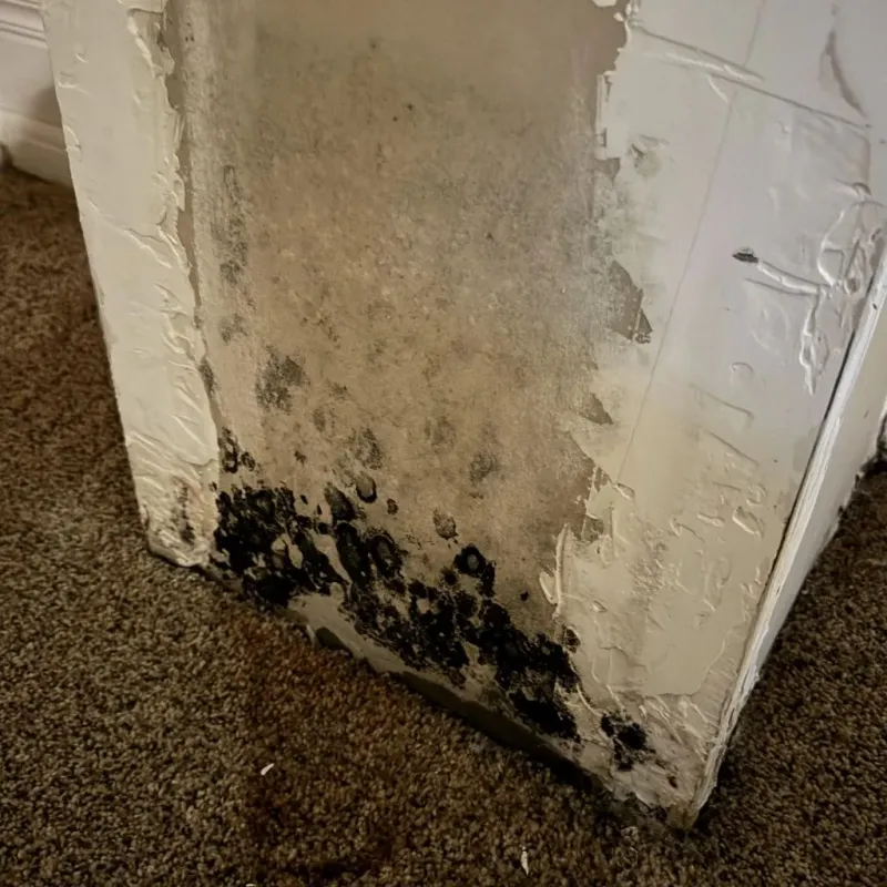 Professional Mold Removal in Thomasville, NC